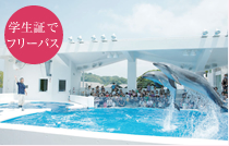 西海パールシー画像