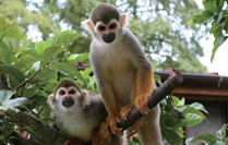 佐世保亜熱帯動植物園画像